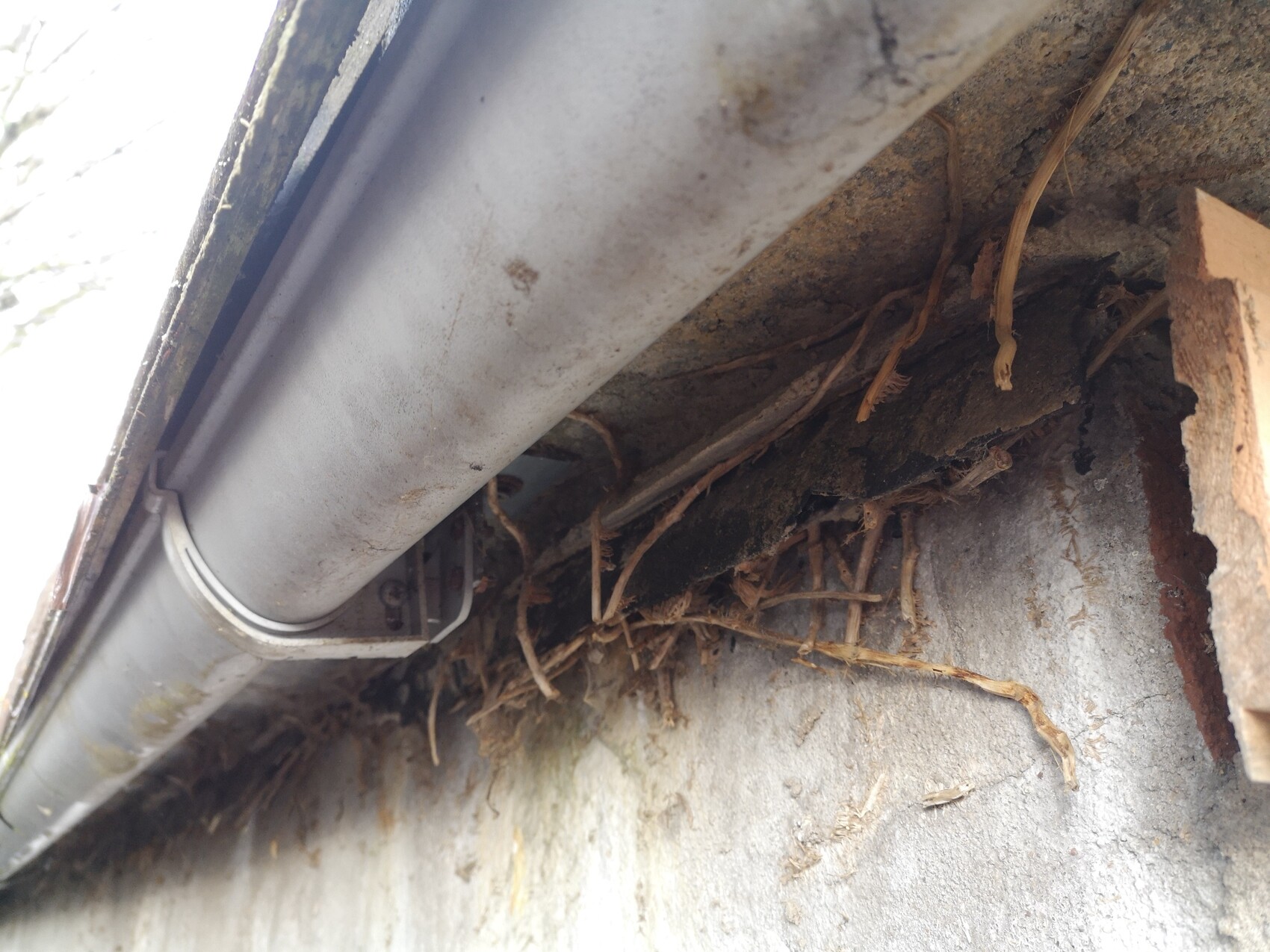 Nahaufnahme einer Dachrinne am Dachrand, Nest aus Zweigen zwischen Wand und Rinne.