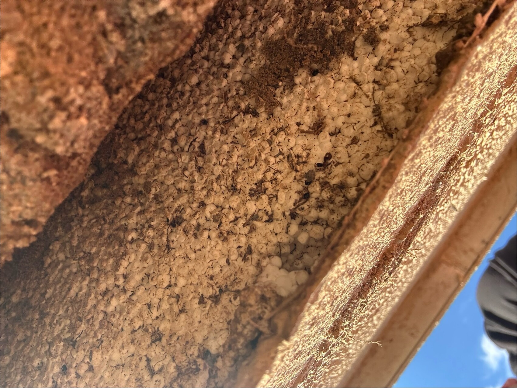 Nahaufnahme von Holz mit dichter Ansammlung kleiner beiger Kügelchen; möglicher Befall.