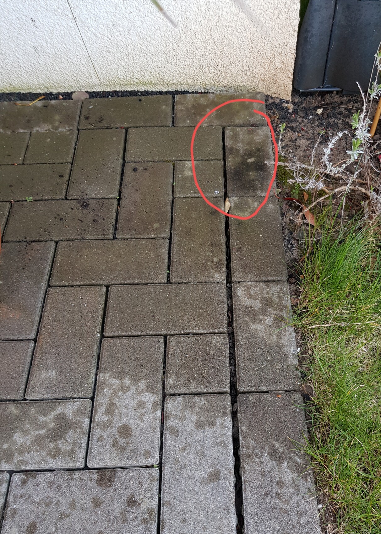 Gepflasterter Weg aus Rechteckplatten neben einer Wand; schmaler Spalt mit Moos.