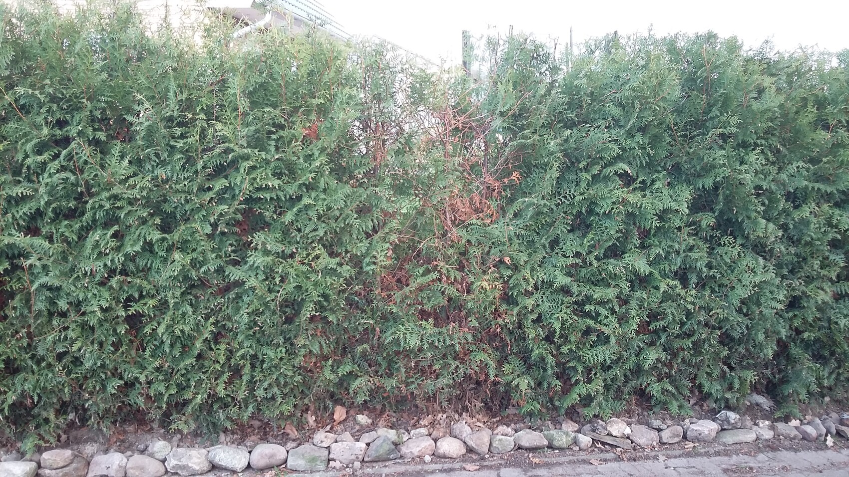 Dichte grüne Thuja-Hecke am Straßenrand mit Kieseln am Boden