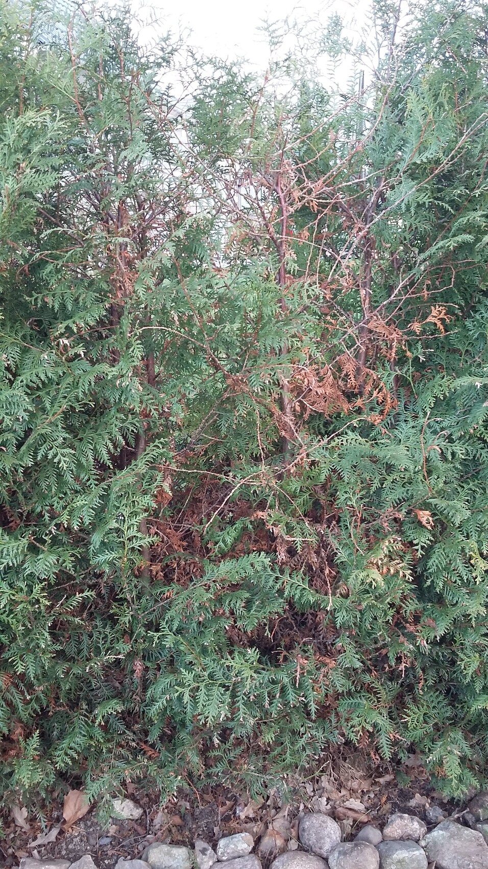 Dichte grüne Hecke mit braunen Verfärbungen, Steine am Boden