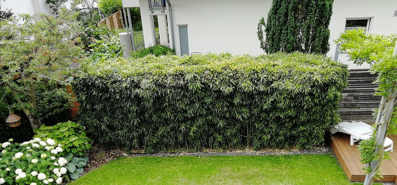 Dichte grüne Hecke vor Haus; linke Hortensien, rechts Holzdeck mit Liegestuhl.