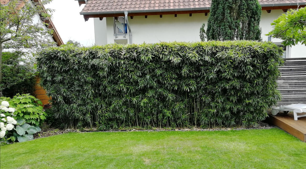 Dichte grüne Bambus-Hecke vor Haus, Rasen davor, links Hydrangea, rechts Treppe und Liegestuhl.