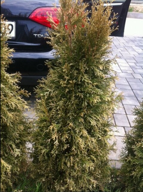 Dichte Thuja-Hecke am Parkplatz neben geparktem Auto, grüne Sträucher