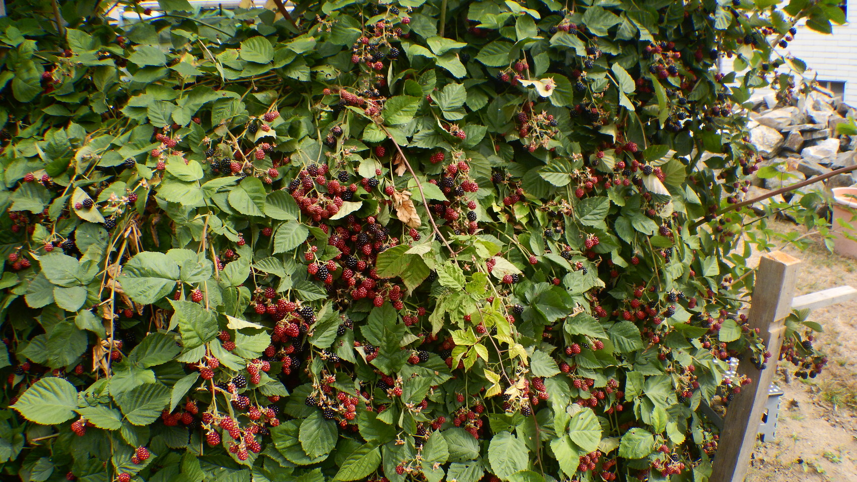 Dichter Brombeerbusch mit roten und schwarzen Beeren, grüne Blätter, Zaun und Steinmauer im Hintergrund.
