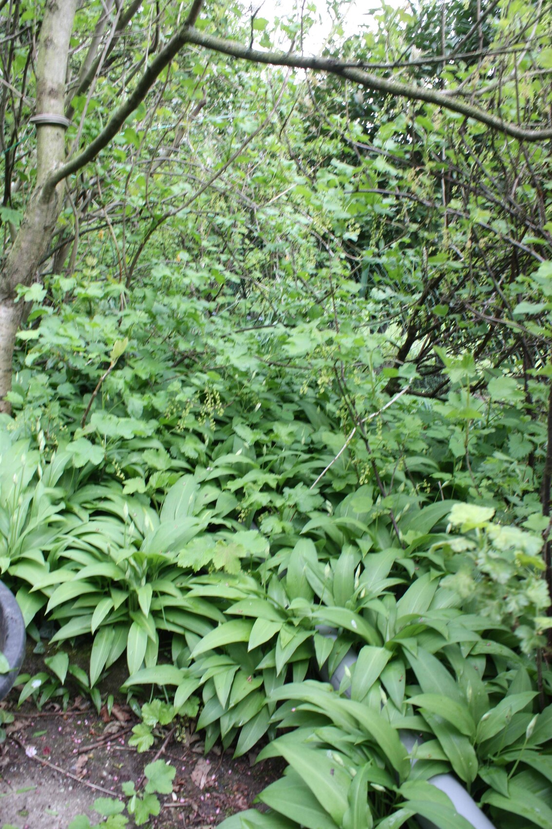 Dichter Garten mit grünem Laubwerk, Bäumen und Bodendeckern im Unterholz.