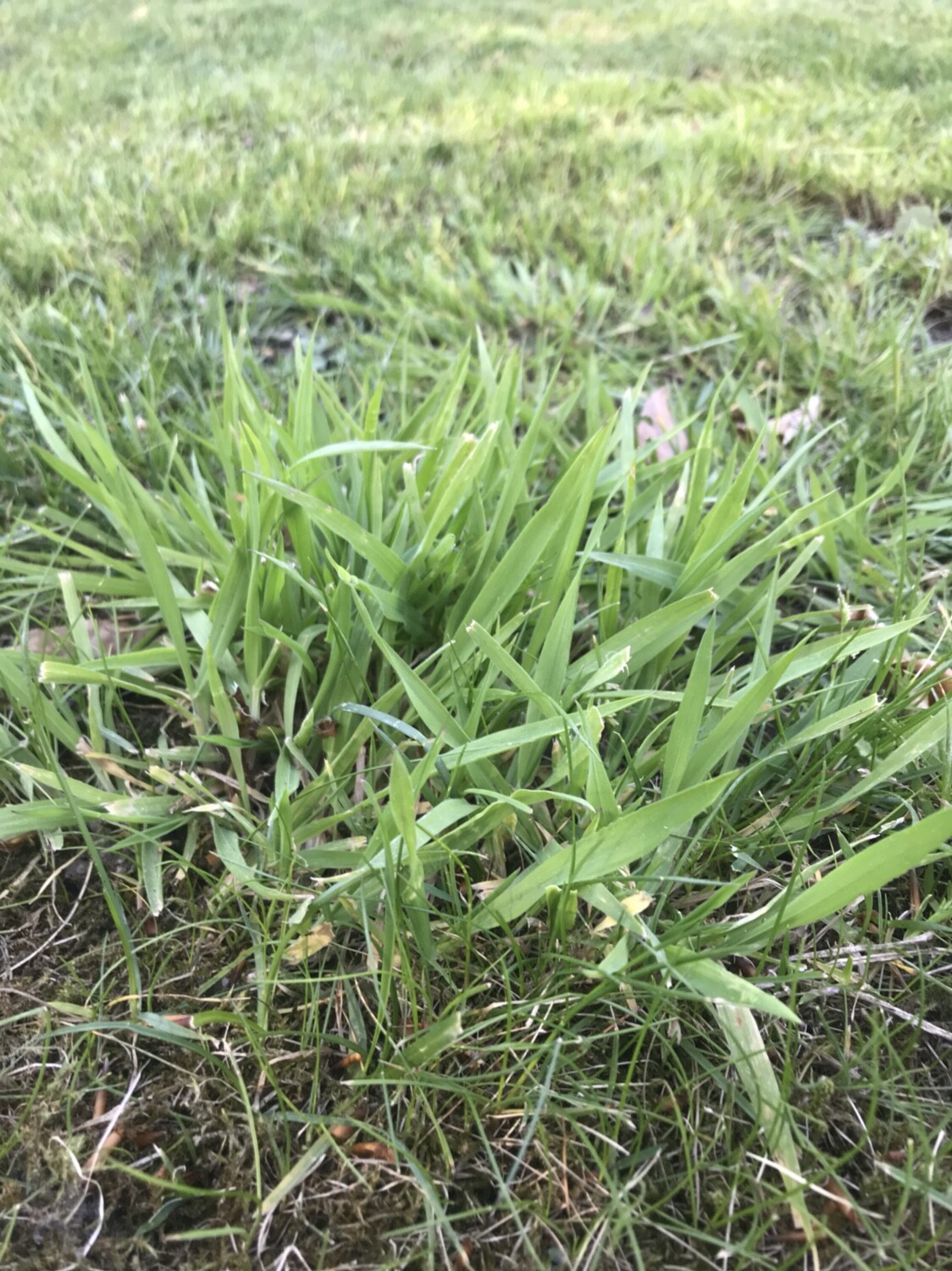 Nahaufnahme von dichtem Gras im Garten