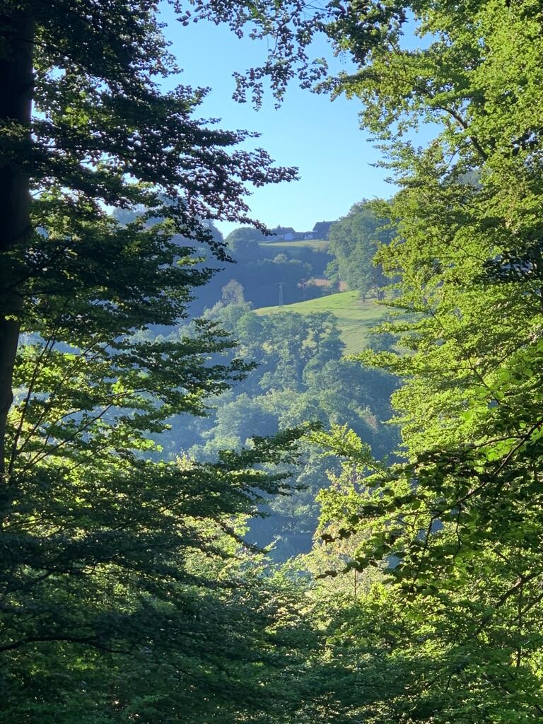 Blick durch dichte Baumkronen auf eine sonnige Hügellandschaft mit einem Haus am Horizont.