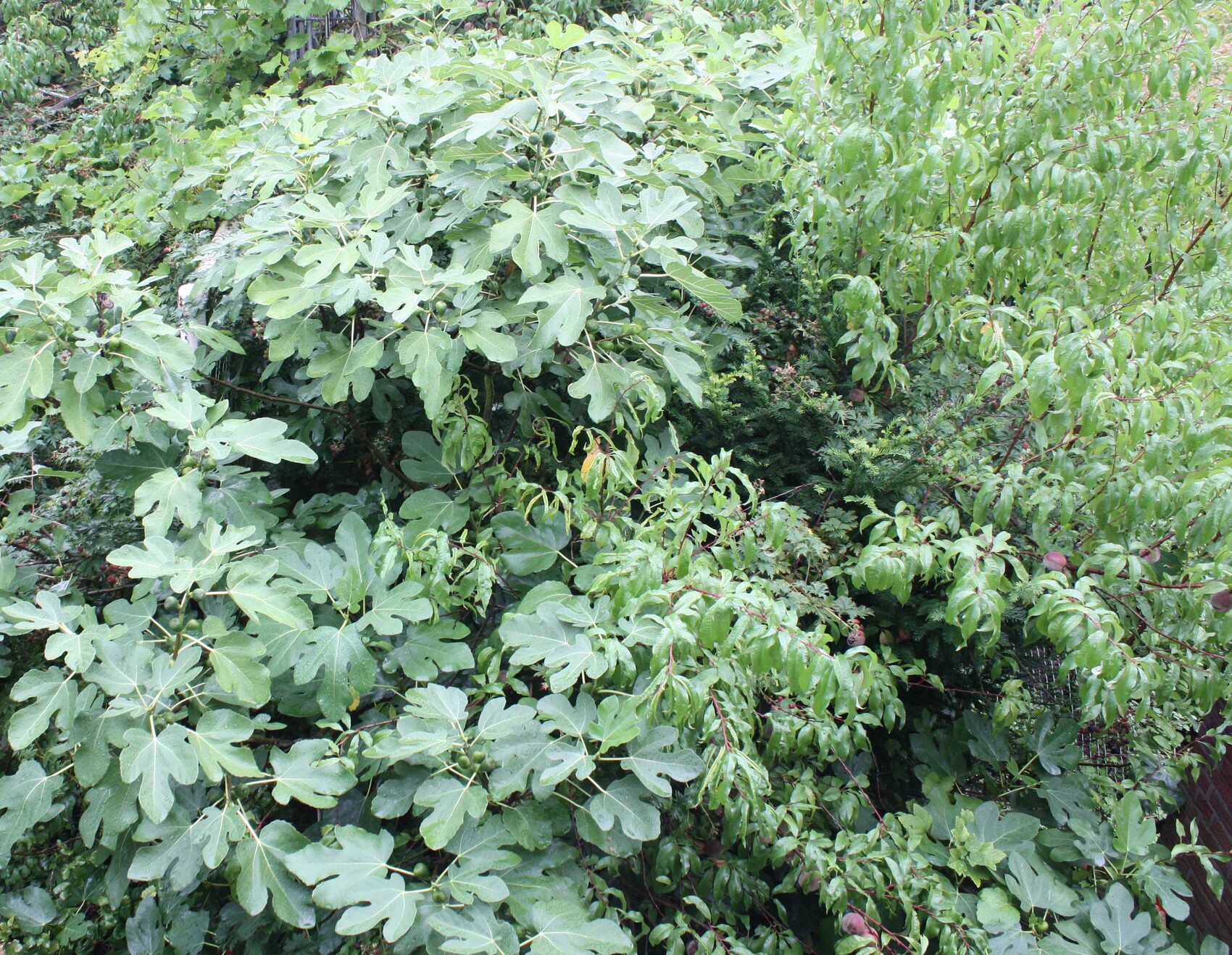 Ueppiges gruenes Gebuesch mit grossen gezackten Blaettern und dichten Strauchern im Garten