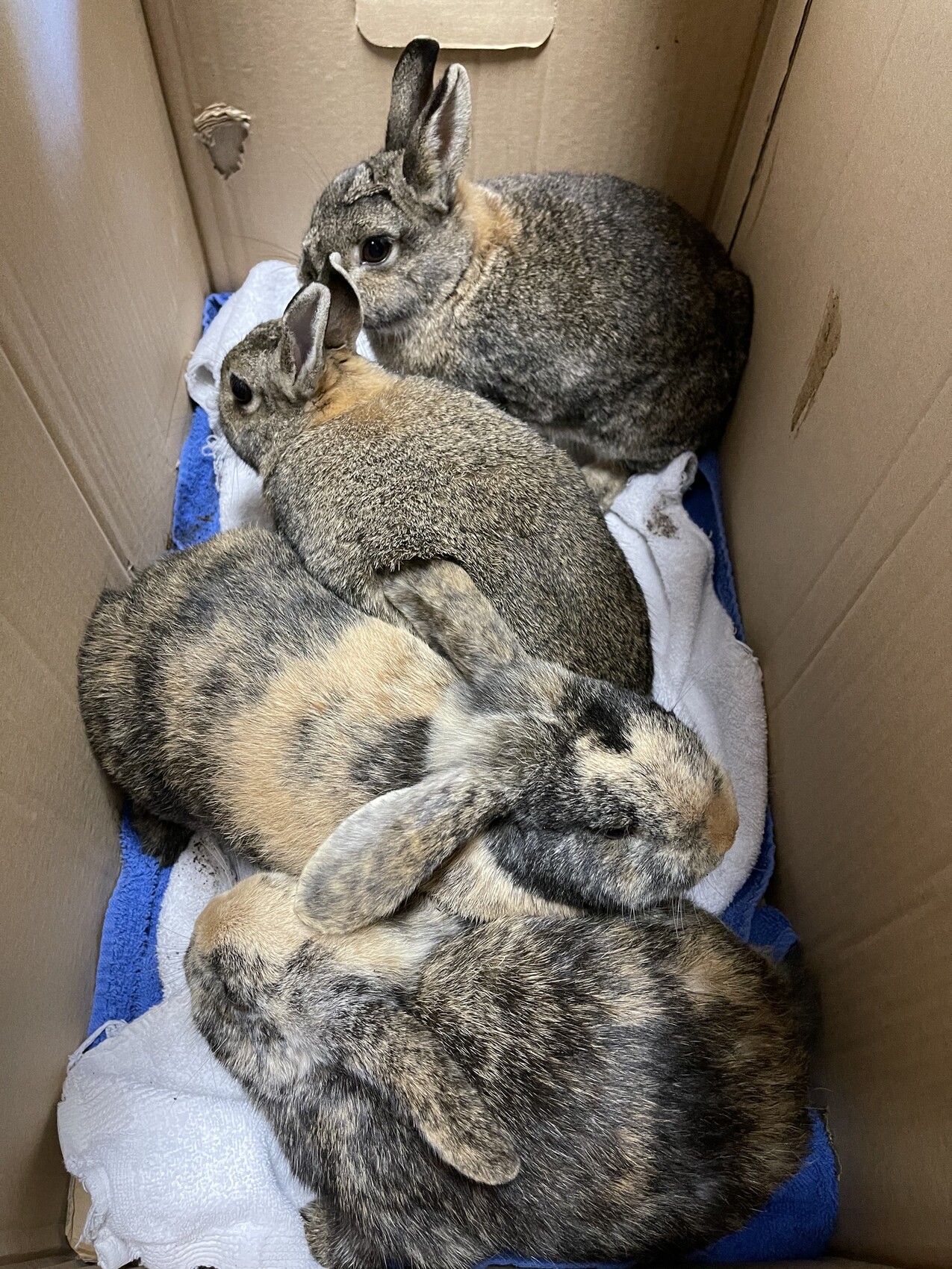 Drei Kaninchen kuscheln in einer Kartonschachtel auf Handtüchern.