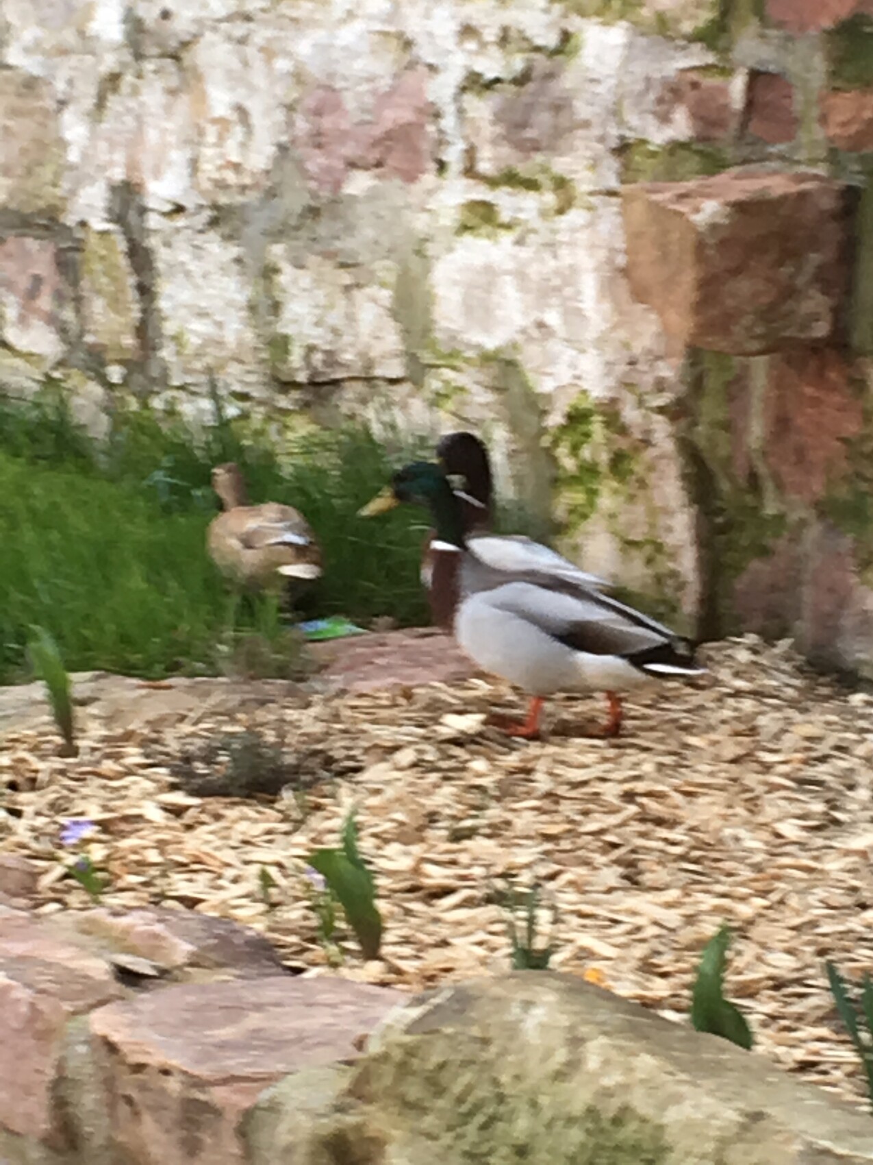 Zwei Stockenten stehen auf Kies vor einer Steinmauer; Männchen mit grünem Kopf neben Weibchen.