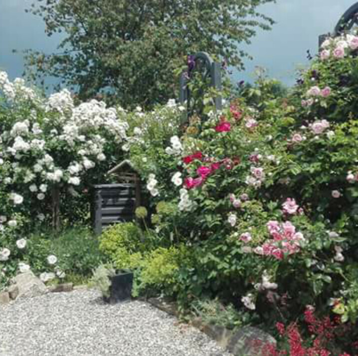 Garten mit weißen und rosa Rosensträuchern, Kiesweg und Gartenbank im Hintergrund.