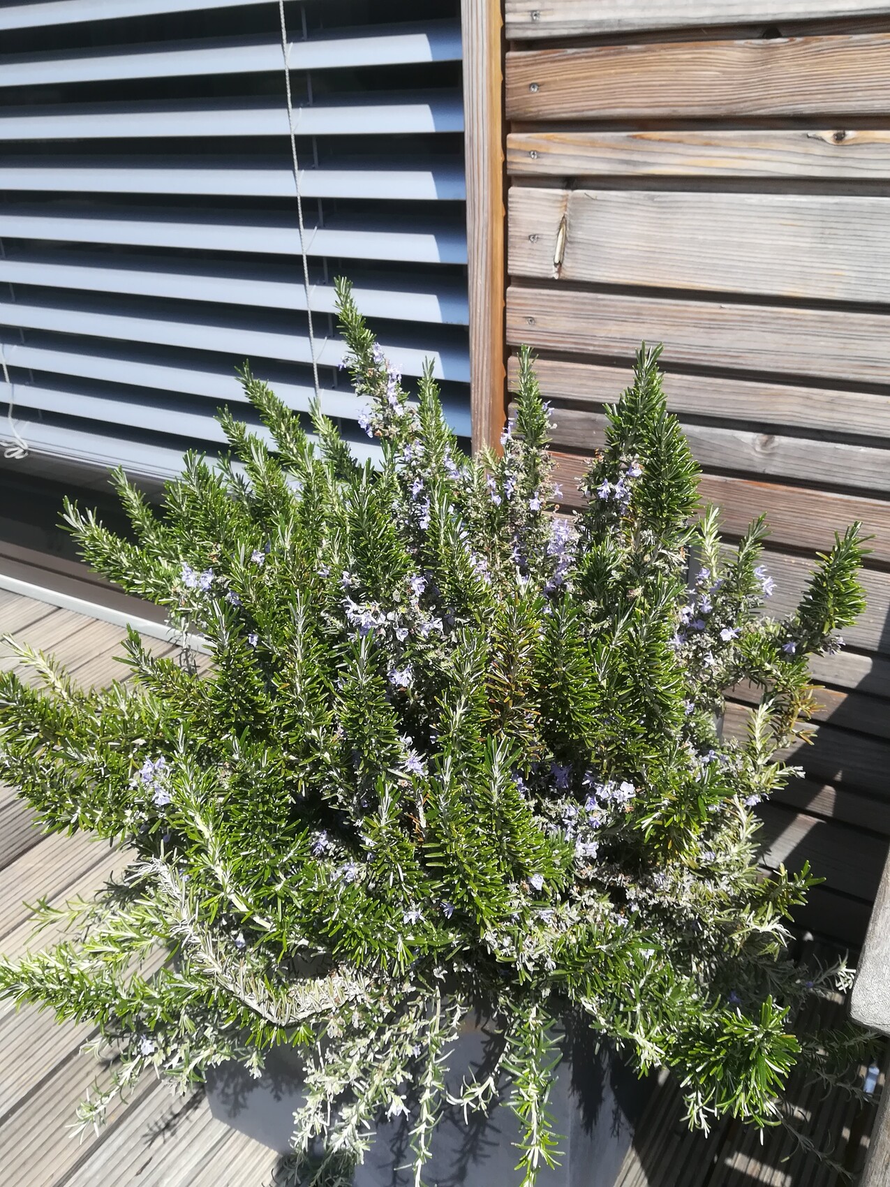 Rosmarin-Strauch in Topf mit violetten Blüten vor Holzverkleidung der Terrasse