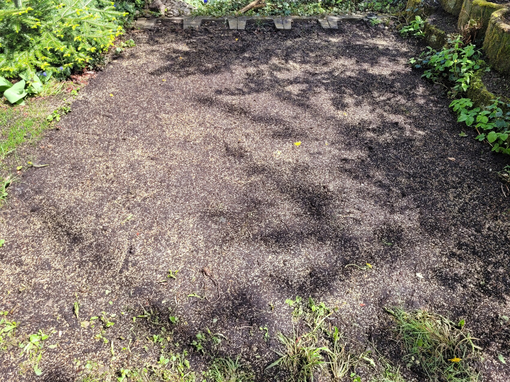 Gartenboden mit dunklem Mulch, von Grünpflanzen und einer Steinmauer eingerahmt.