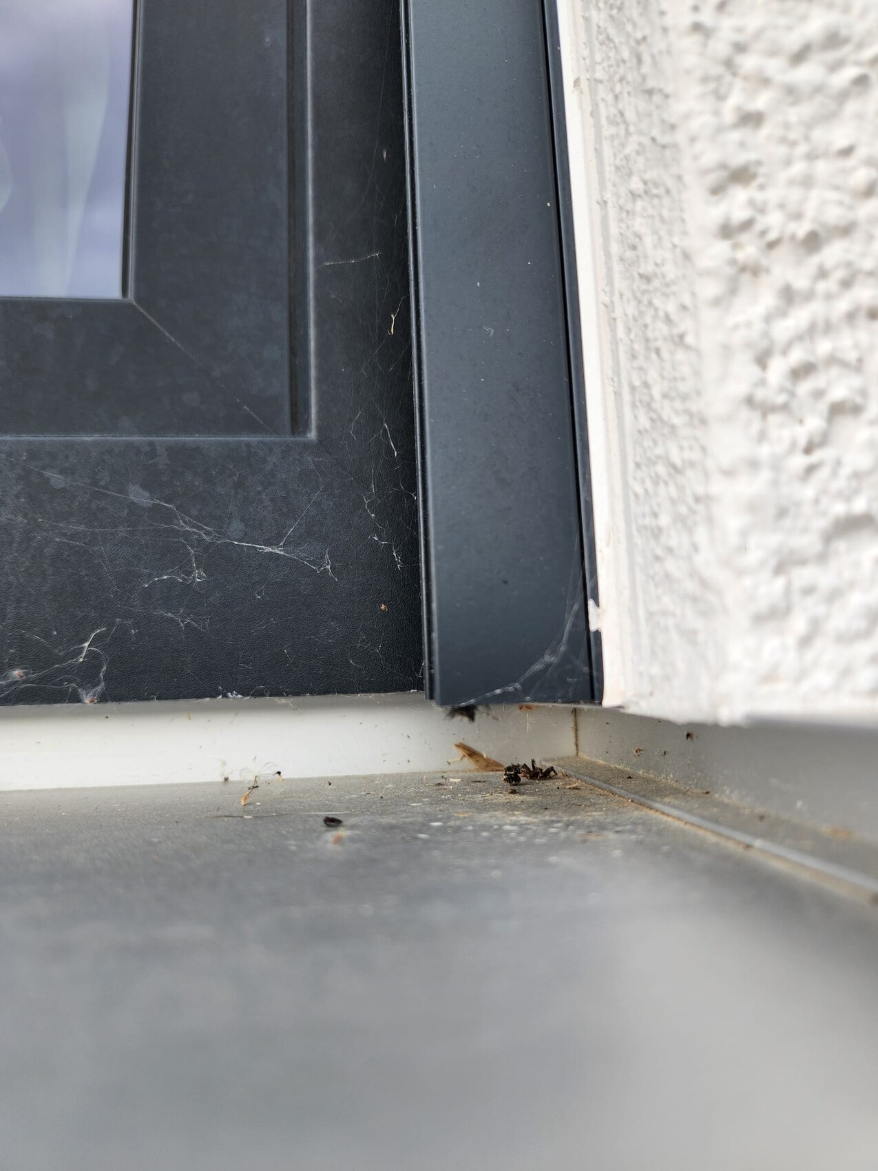 Nahaufnahme eines schwarzen Türrahmens mit Glas links, rauer Putzwand rechts, Spinnweben und Staub am Boden