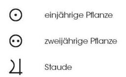 einjaehrige-zweijaehrige-staude-pflanzen-kategorien-garten.png
