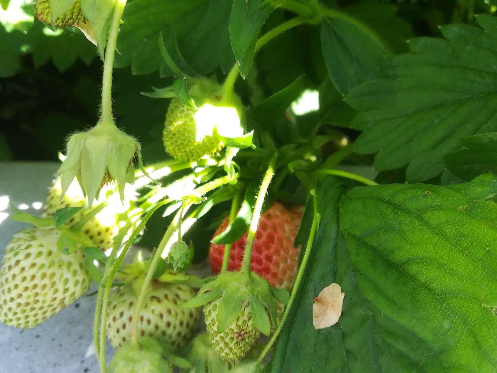Unreife Erdbeeren hängen an der Pflanze; einige rote Erdbeeren sind sichtbar, grüne Blätter.