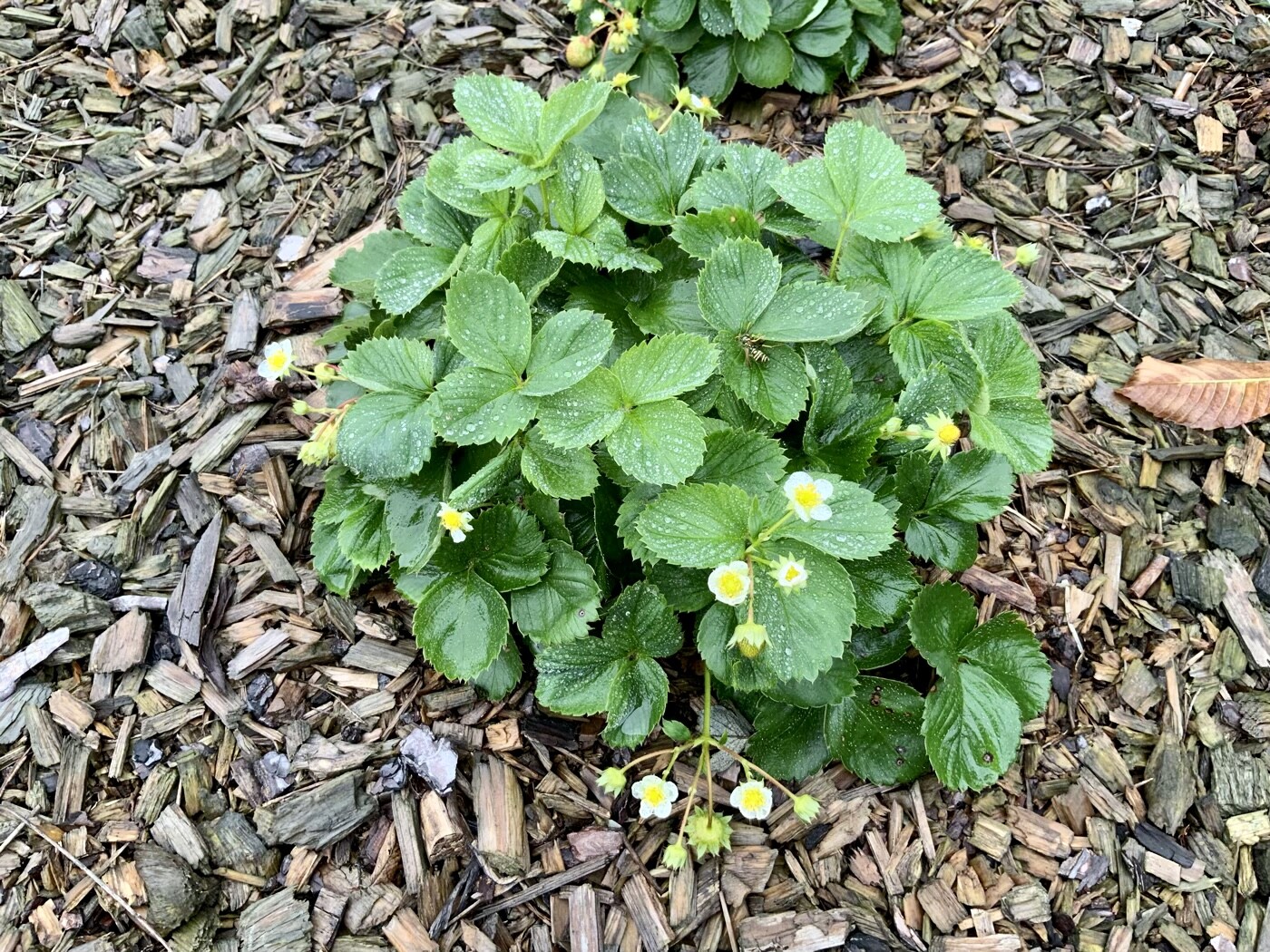 Erdbeer-Pflanze mit weißen Blüten und grünem Laub auf Mulch.