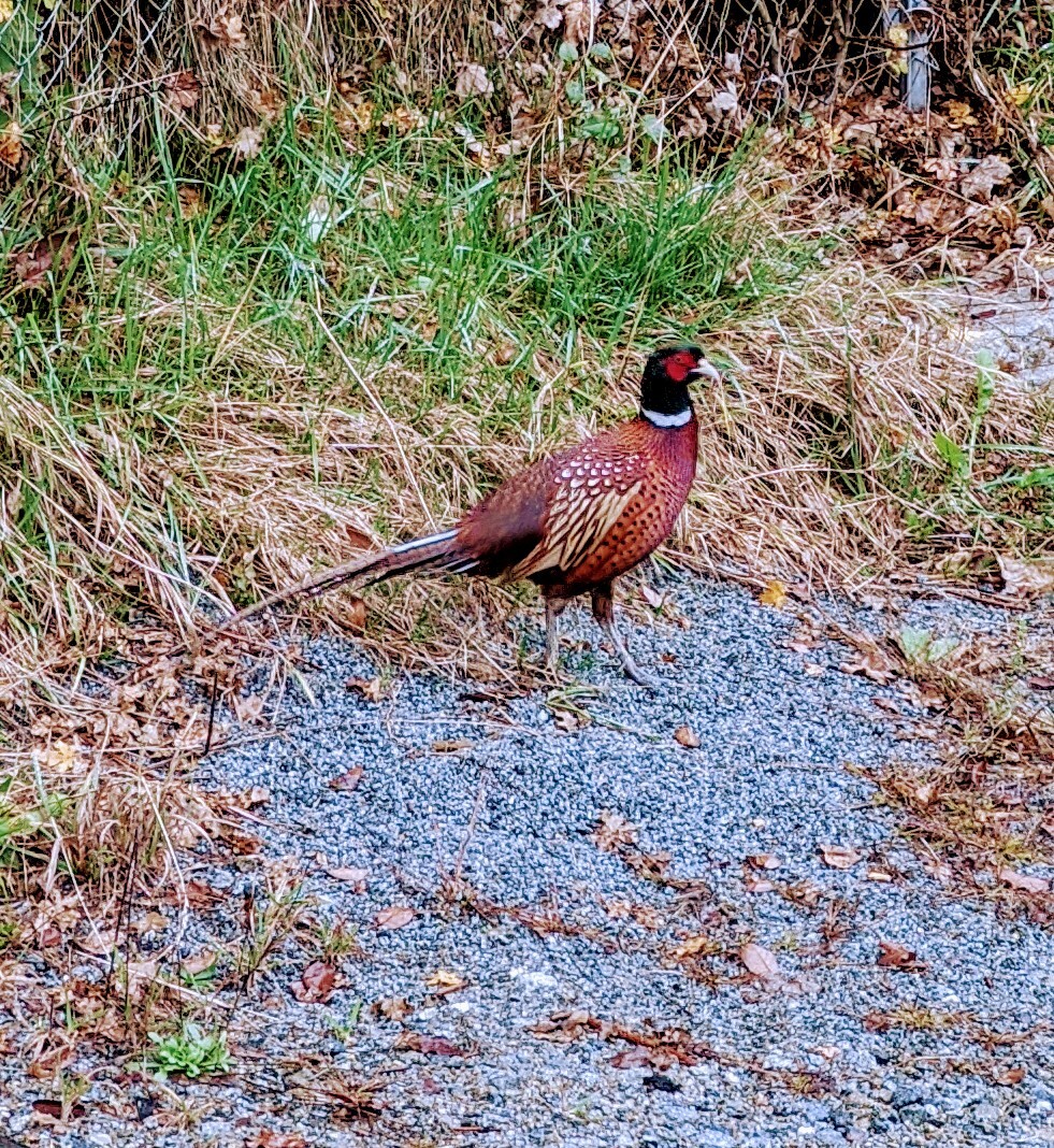 Männlicher Fasan mit rotem Kopf, weißem Halsring, braun gemustert, steht auf Kiesweg neben Gras.