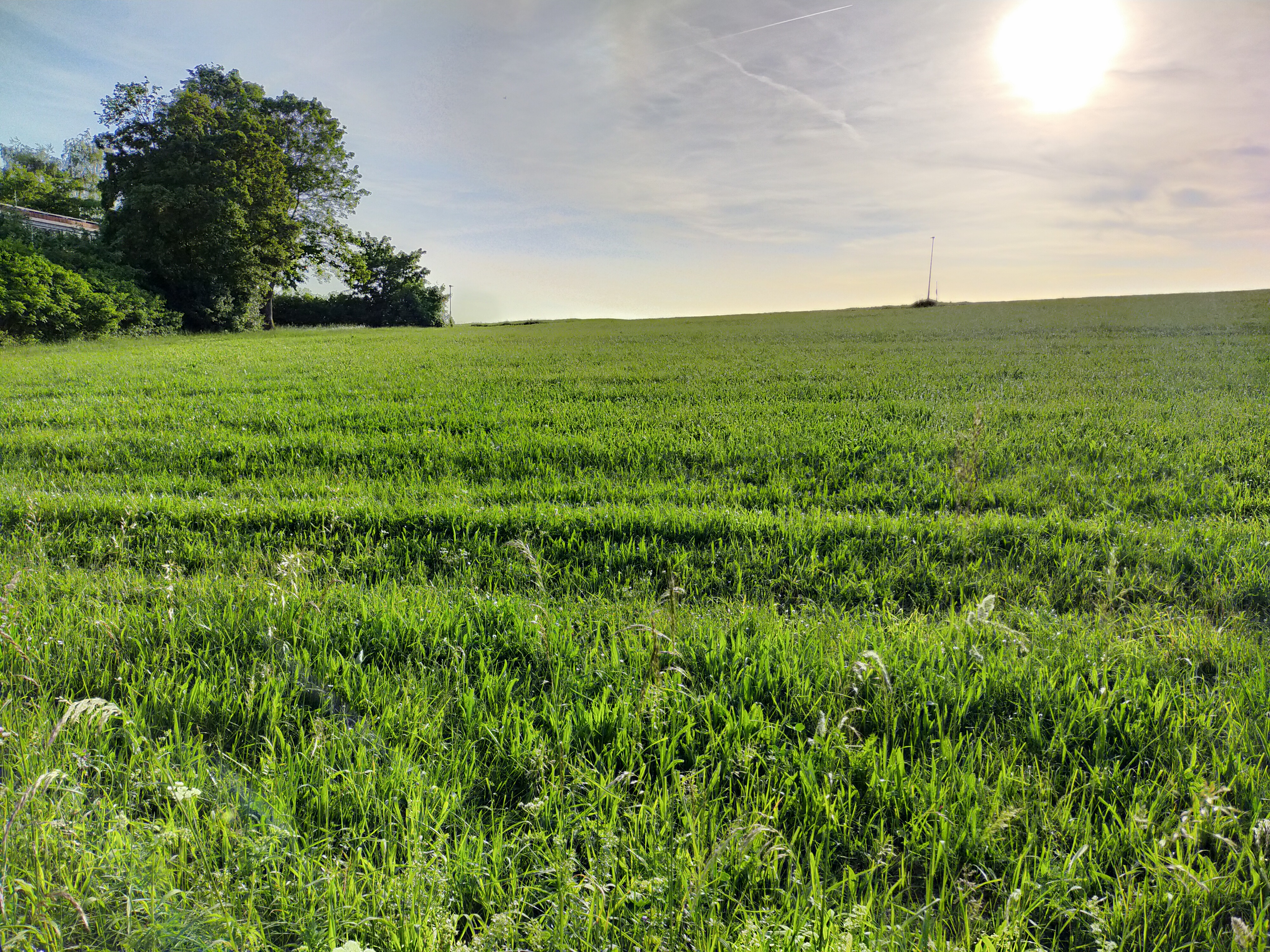 Feld im Westen.jpg
