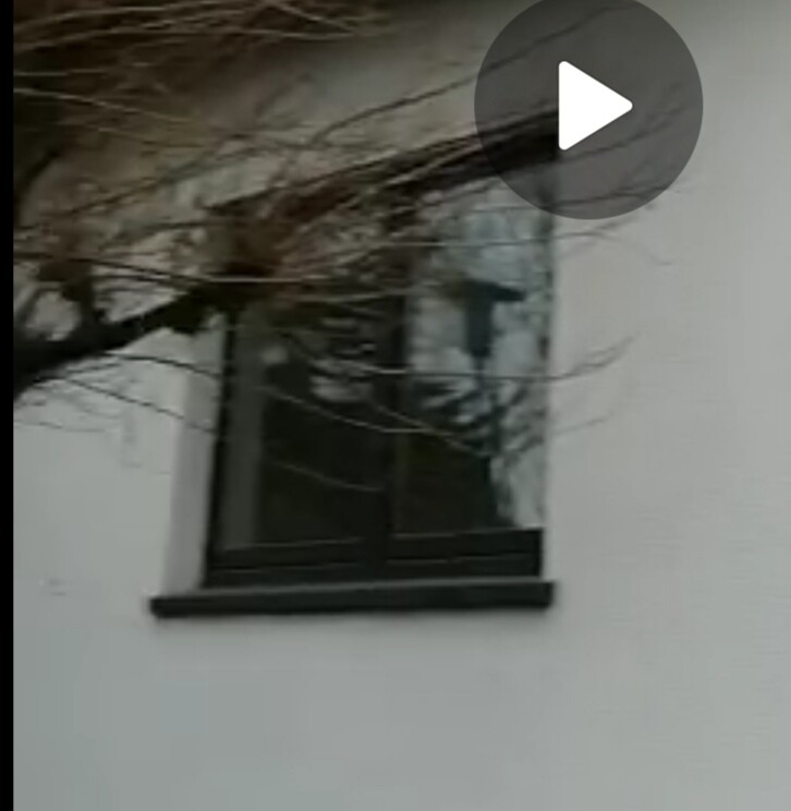 Video-Vorschaubild: Fenster in weißer Fassade, Äste vor Glas teils verdeckt.