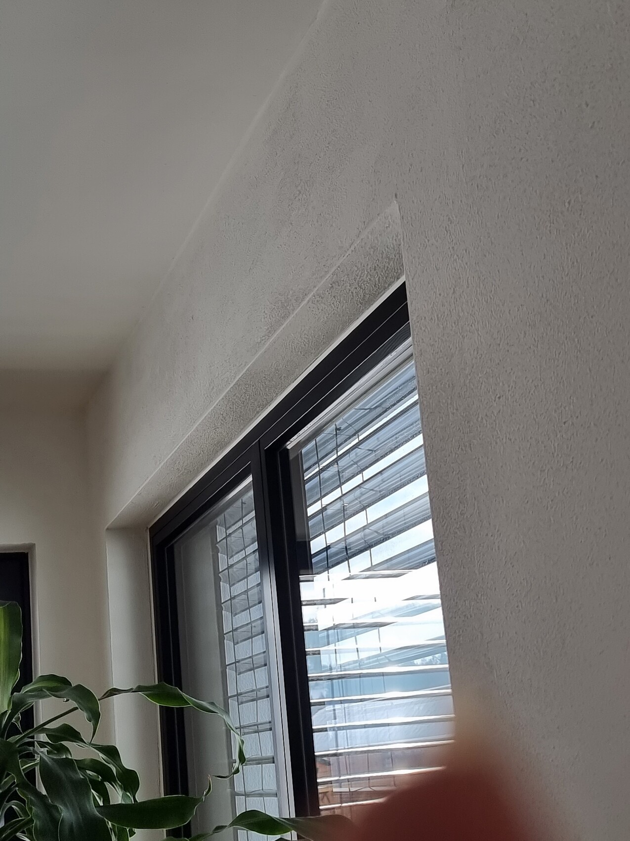 Innenraum: weiße Wände, Fenster mit schwarzem Rahmen und Jalousien; grüne Pflanze im Vordergrund