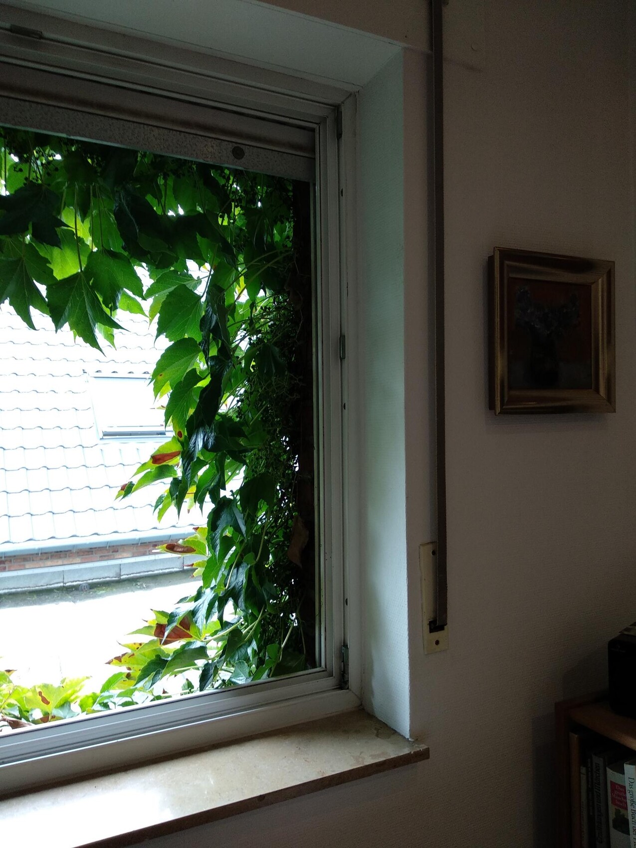 Fenster mit grünem Efeu außerhalb; Innenraum mit Bilderrahmen an der Wand.