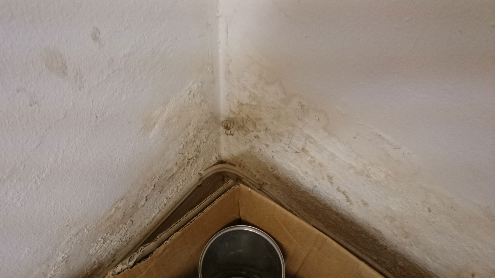Feuchte Ecke in Wandbereich mit Flecken und Putzabplatzungen; Kartonboden sichtbar.