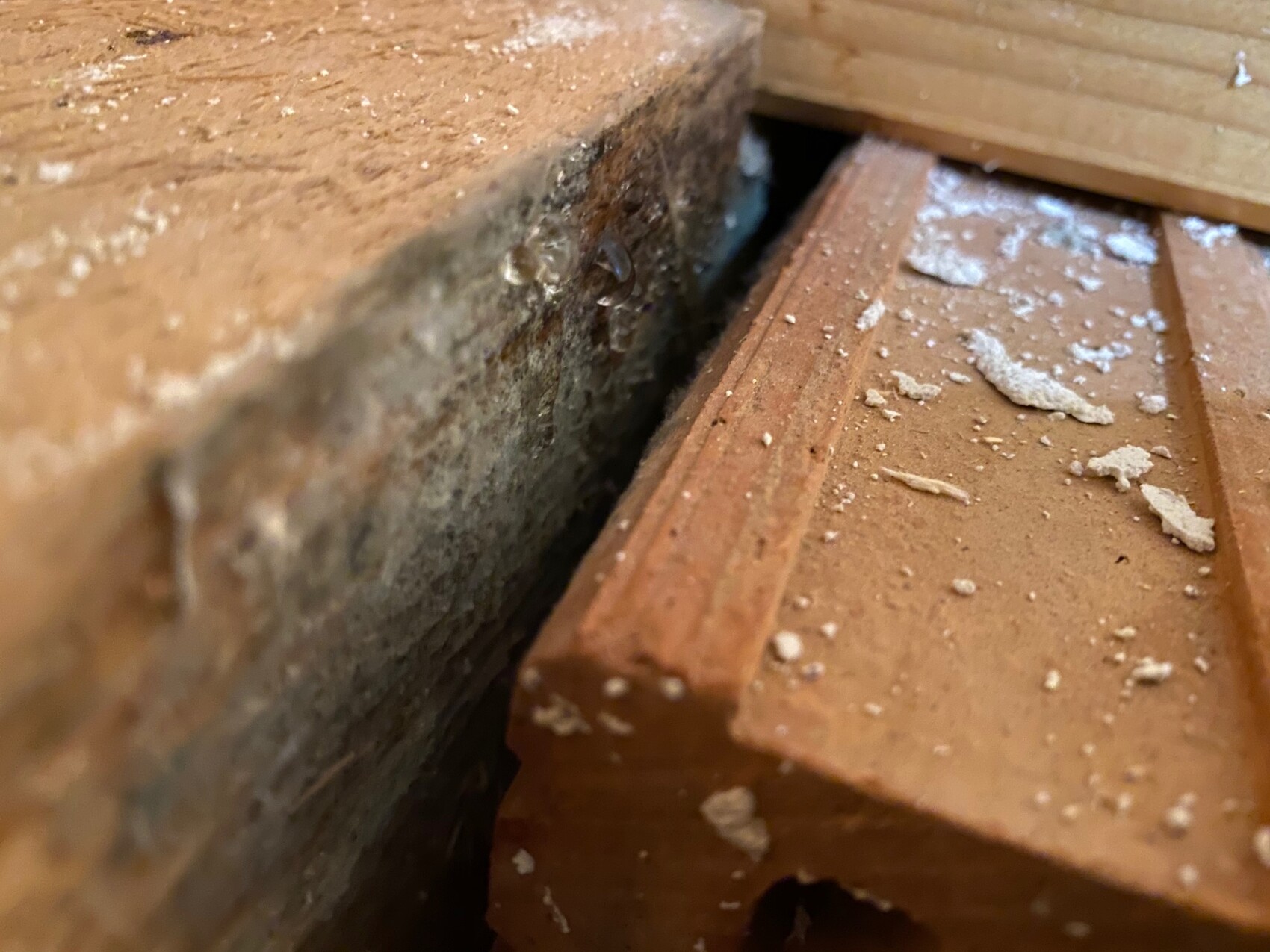 Spalt zwischen Holzboden und Betonfundament mit Staub und Bröseln.