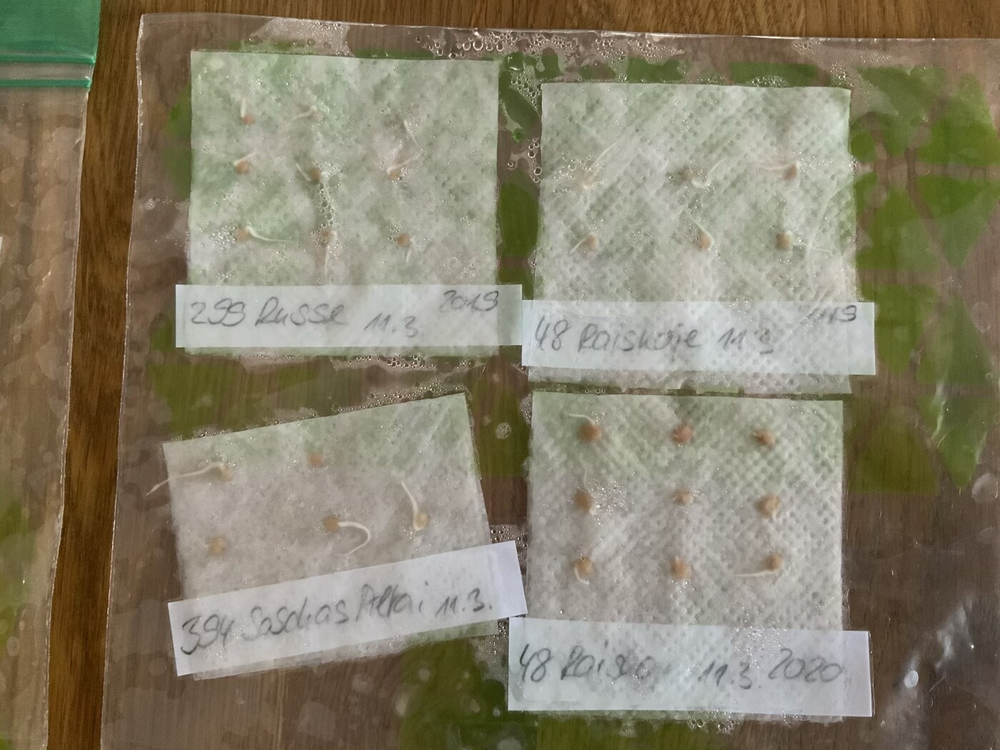 Sechs feuchte Papiertücher mit Samen in einer transparenten Plastiktüte auf Holztisch.