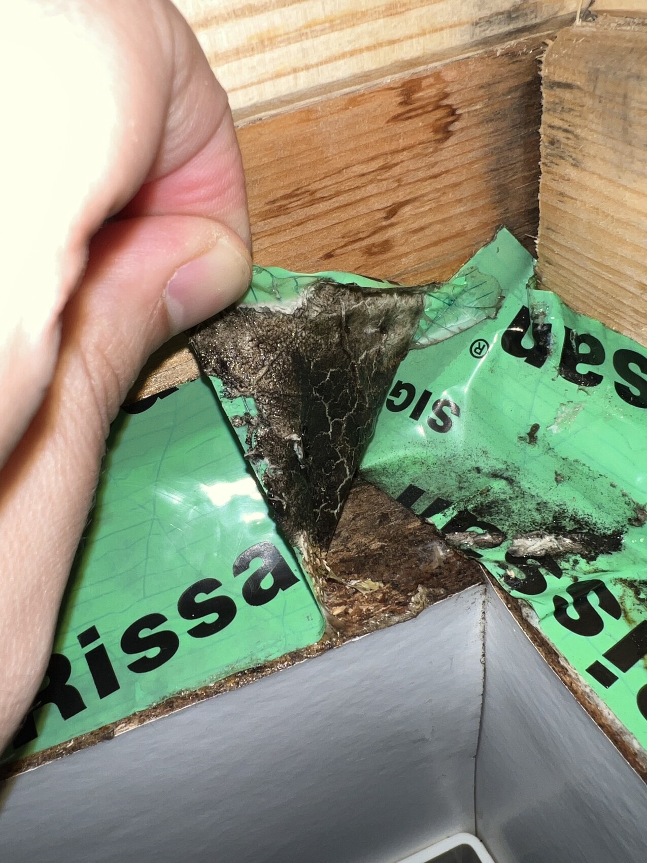 Nahaufnahme eines Wandanschlusses mit feuchtem Holz und Schimmelspuren an der Ecke.