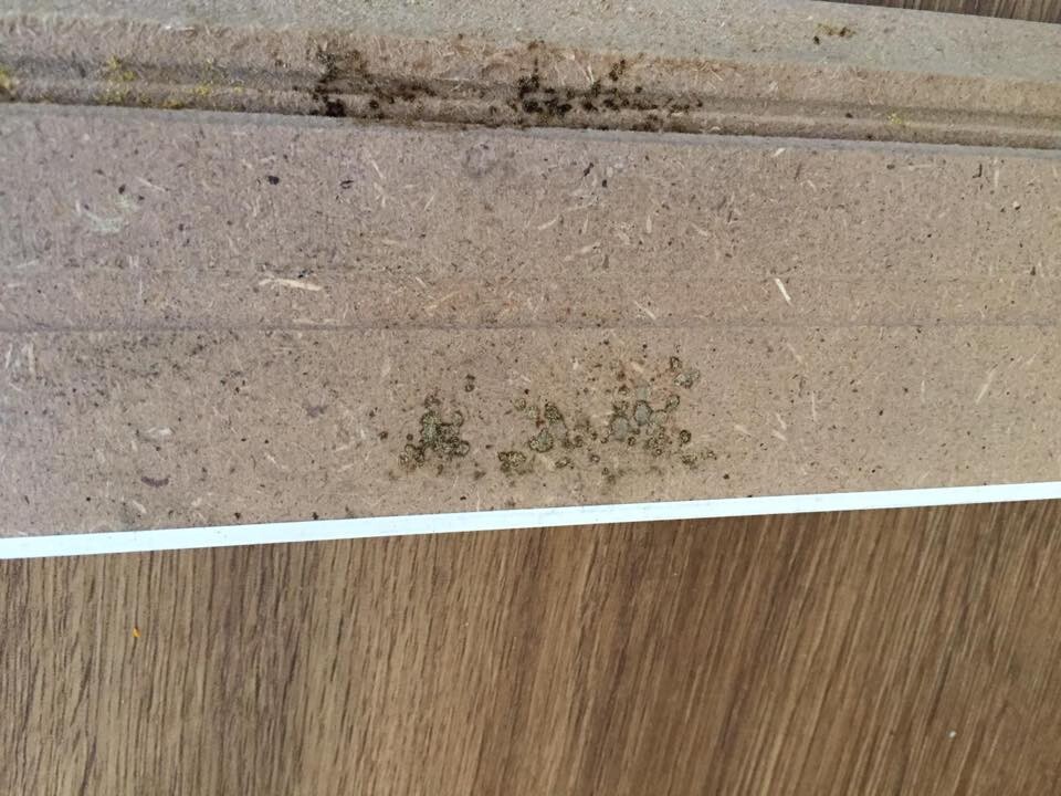 Nahaufnahme einer braunen Holzplatte mit dunklen Flecken und grünem Schimmel, darunter Holzboden sichtbar.