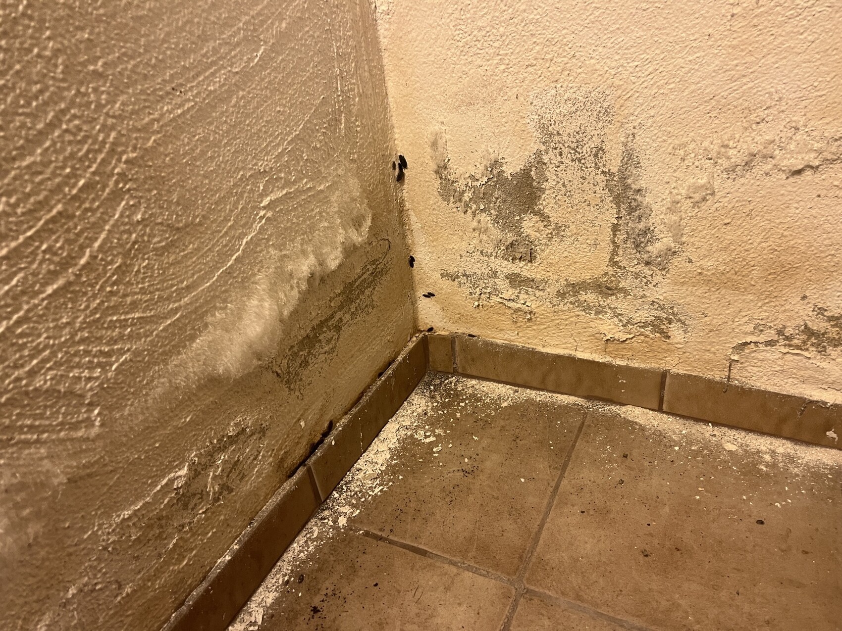 Ecke mit feuchtem, abblätterndem Putz und kleinen schwarzen Insekten an der Wand.