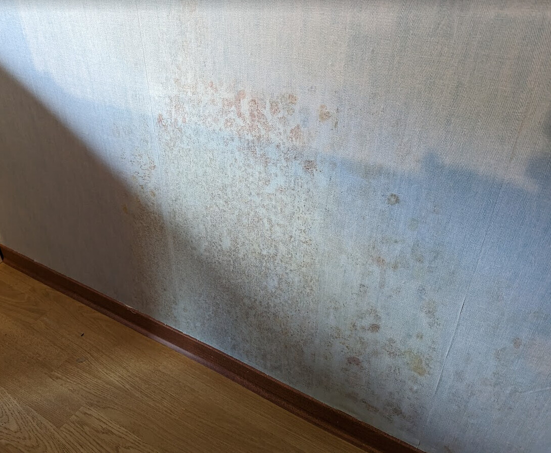Feuchte Flecken und Schimmel auf blauer Wand über brauner Fußleiste, Holzfußboden sichtbar.