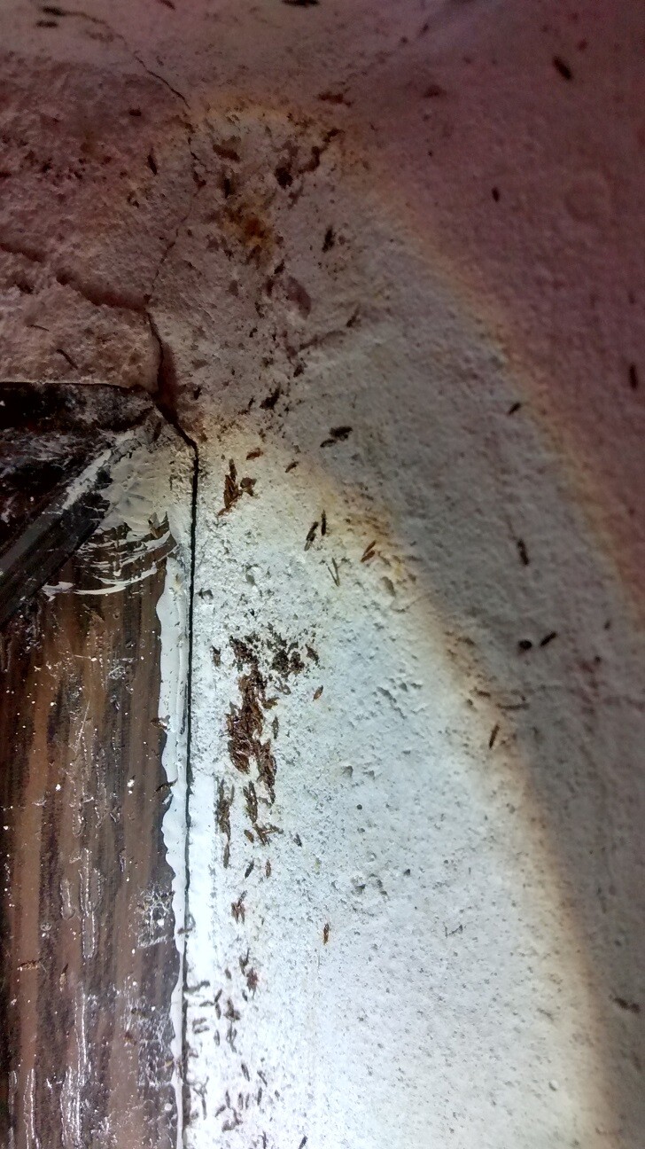 Feuchte Wandfläche mit Schimmel- und Putzschäden neben Fensterrahmen