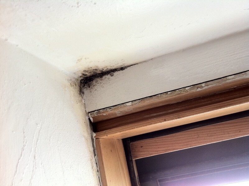 Schimmelflecken in der Fensterlaibung an der Wand Ecke über dem Holzrahmen.