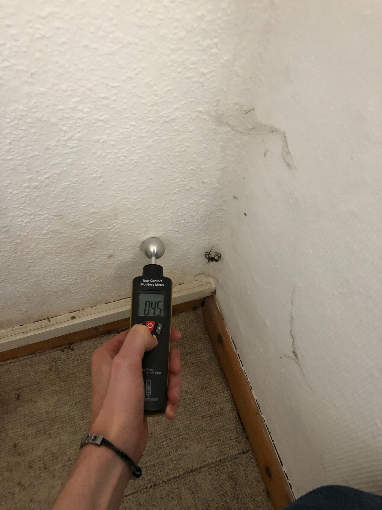 Hand hält Feuchtigkeitsmessgerät an weiße Wand in der Ecke; Spinne daneben