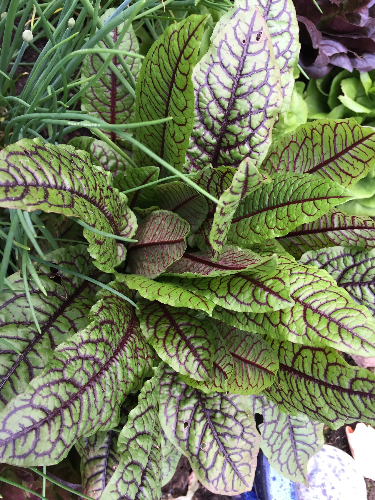 Nahaufnahme grüner Blätter mit violetten Adern der Nervenpflanze Fittonia