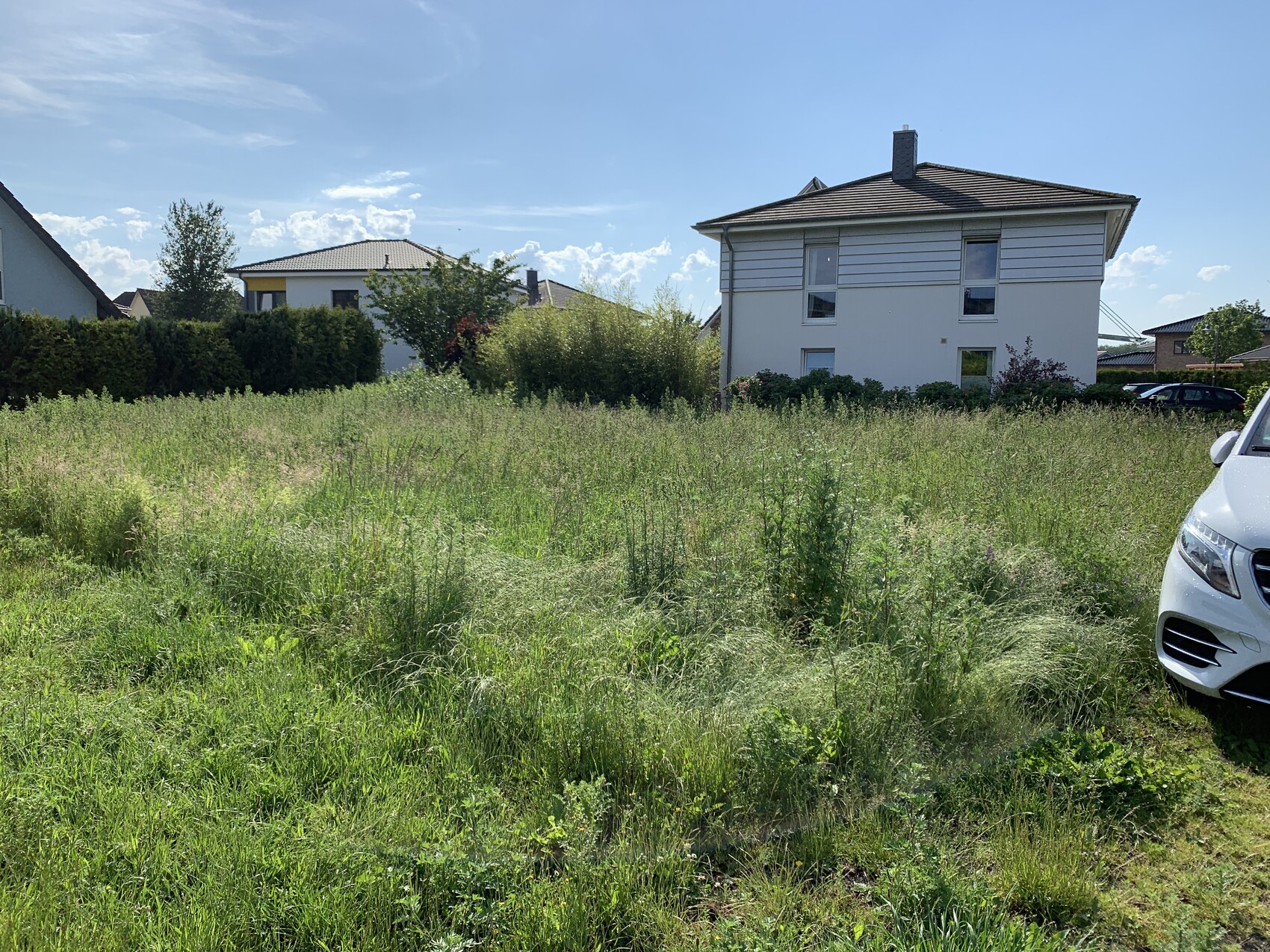 Überwachsene Grünfläche vor Wohnhäusern; links Hecken, rechts geparktes weißes Auto.