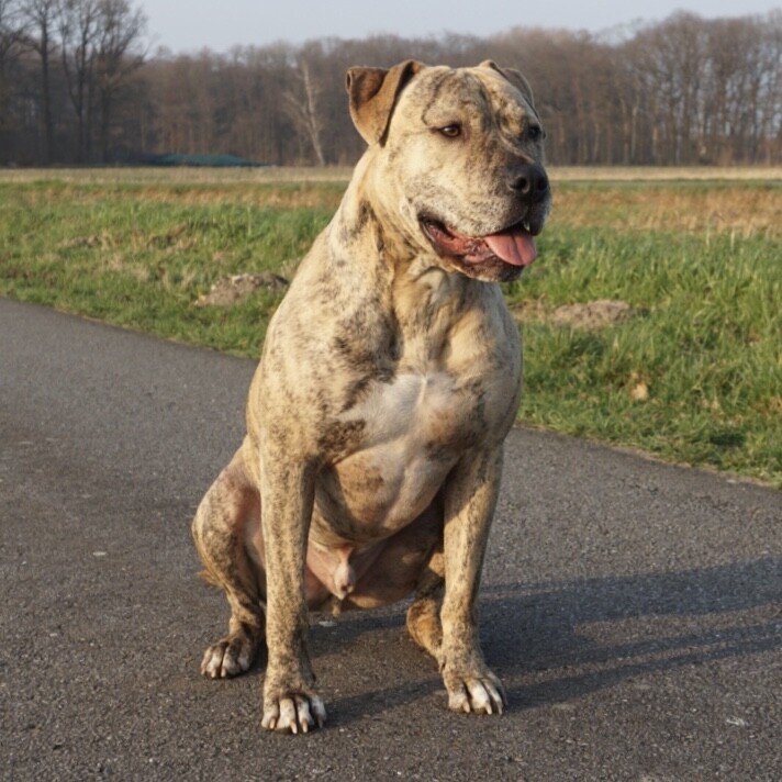 Brindle Hund sitzt auf einem asphaltierten Weg im Park, Bäume im Hintergrund