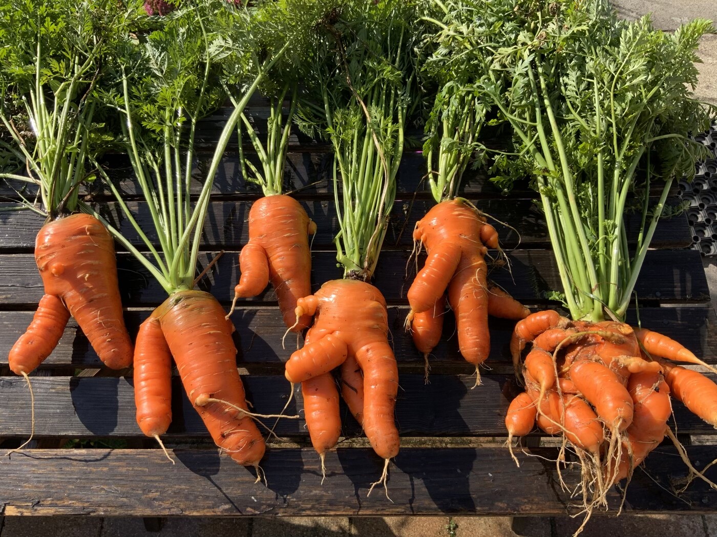 Frisch geerntete Karotten mit grünem Kraut auf dunklem Holzbrett im Garten