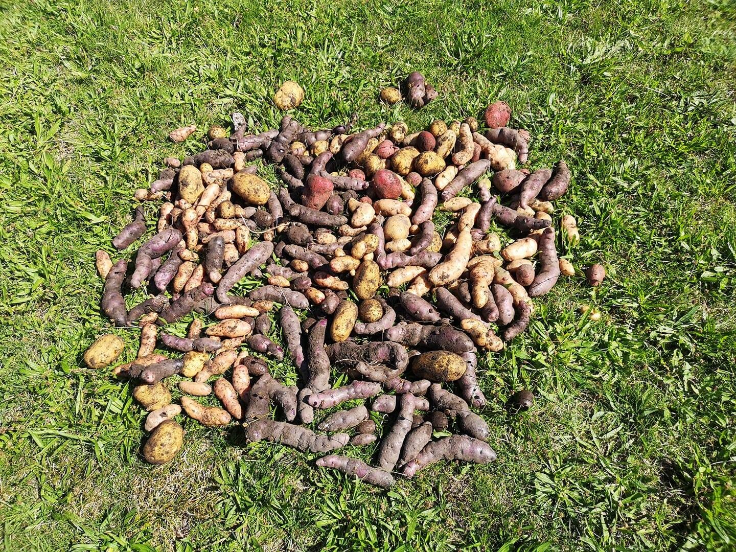 Viele Kartoffeln in bunten Farben auf grünem Gras im Garten.
