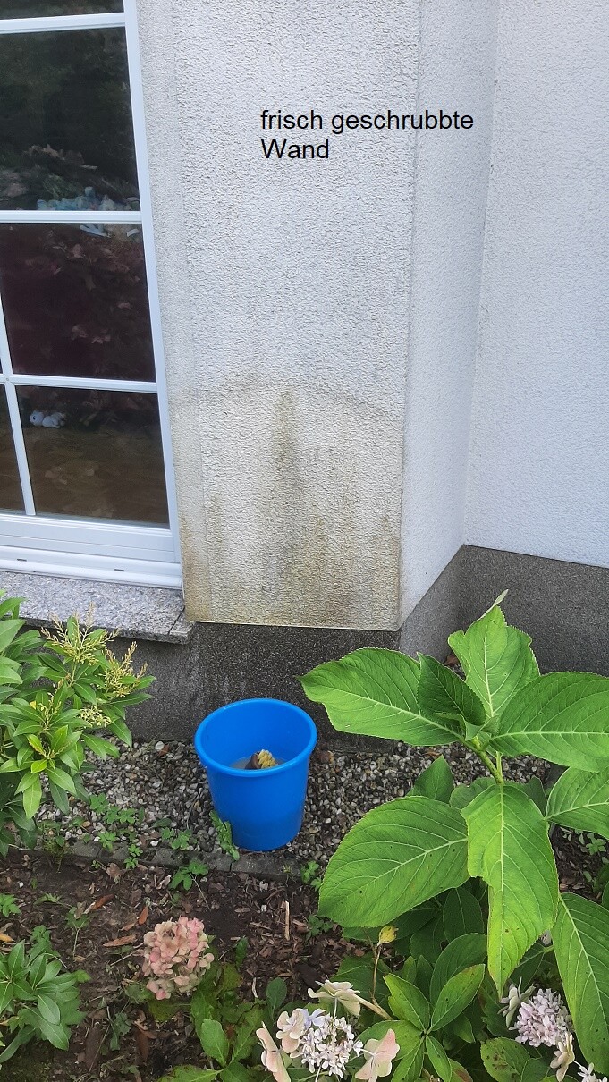 Außenwand mit Verschmutzungen am unteren Bereich, Gartenpflanzen und blauem Kunststoff-Eimer.