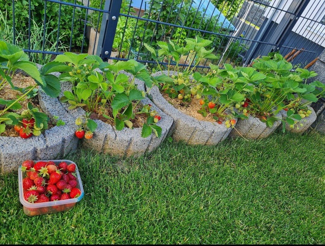 Erdbeerenpflanzen in Betonbeeten, rote Erdbeeren reif; Behälter mit Erdbeeren auf dem Gras.