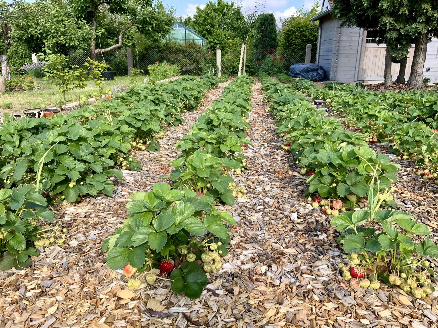 Erdbeerbeete mit grünen Blättern und roten Früchten im Garten auf Mulch.