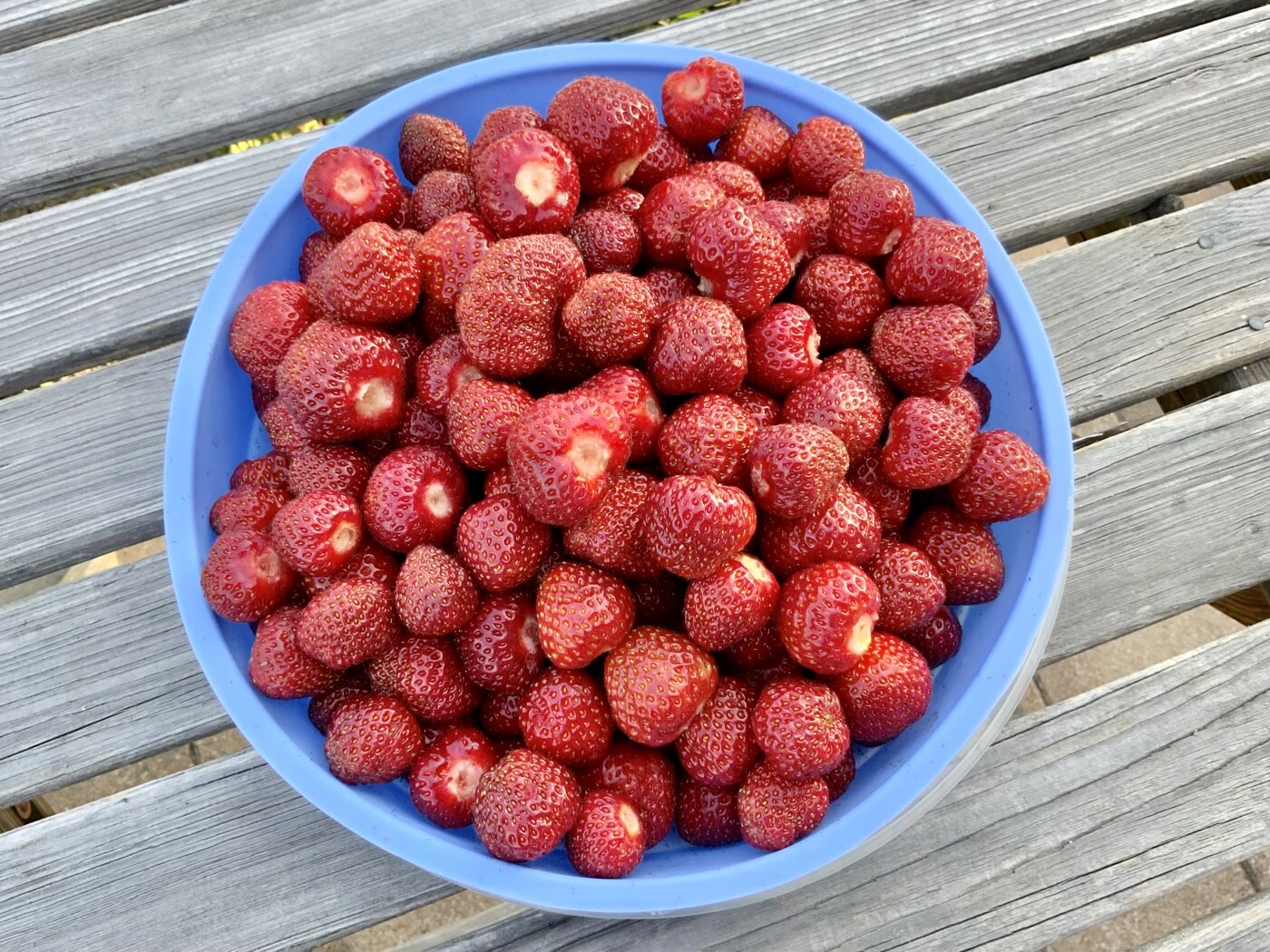 Blaue Schüssel mit vielen frischen roten Erdbeeren auf Holztisch.
