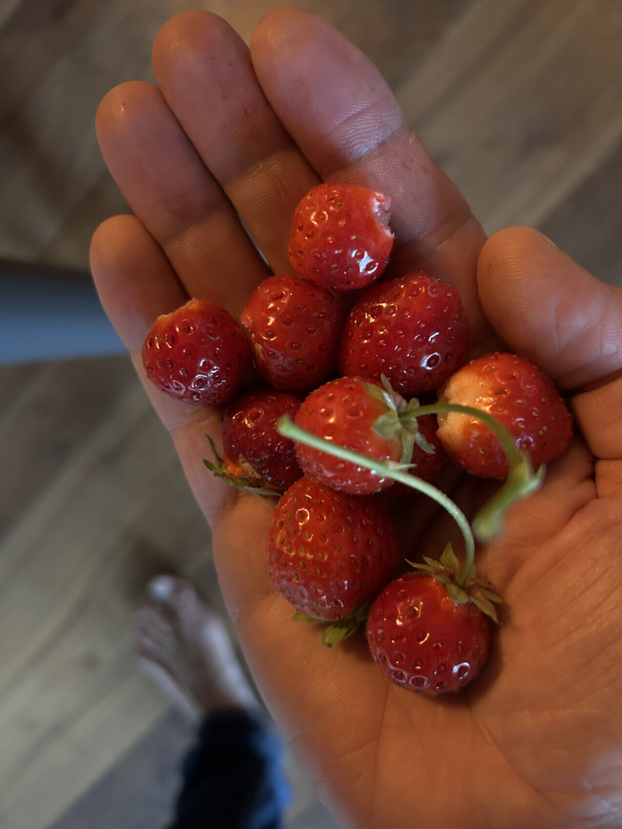 Handvoll frische rote Erdbeeren mit grünen Stielen in einer offenen Hand.