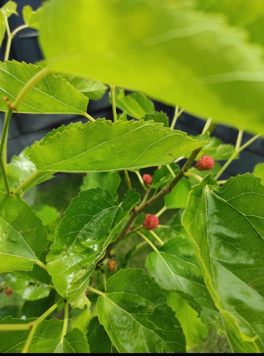Nahaufnahme grüner Blätter mit kleinen roten Beeren am Zweig, unscharfer Hintergrund.