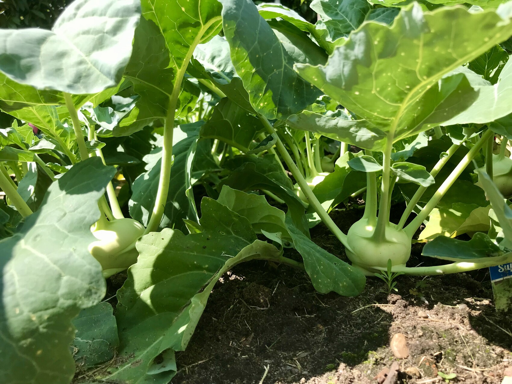 Kohlrabi-Pflanzen im Beet mit weißen Knollen und grünen Blättern in sonnigem Licht.