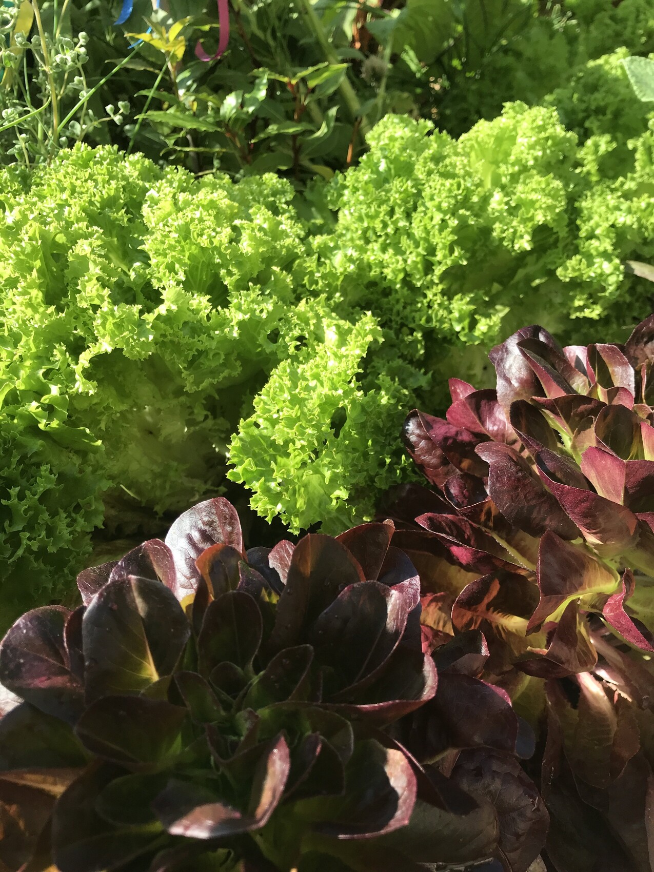 Grüner krausblättriger Salat neben dunkelrotem Blattsalat im Garten.